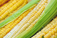 Corn Image